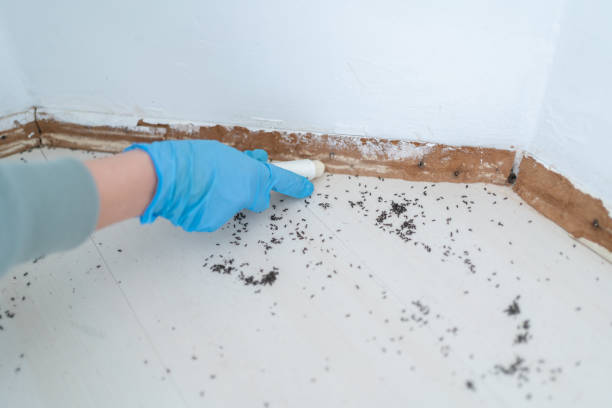 Best Flea Control Services  in Deans, NJ